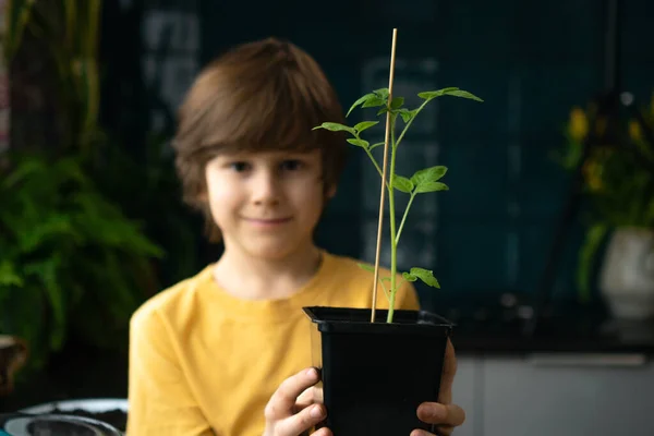 Rapaz a plantar mudas em casa. Uma criança independente está ocupada com um hobby, replantando plantas, polvilhando flores. Conceito vitalício — Fotografia de Stock