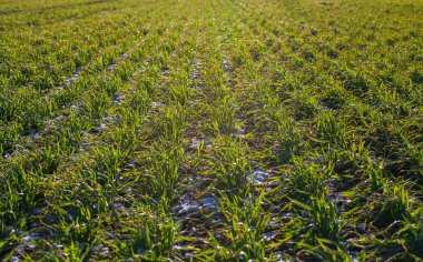 kar altında kış buğday tarım alanı