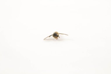 küçük siyah arı Mayıs kuru bitki, İsrail'de oturuyor.