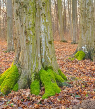 Осінній дороги в лісі вздовж машини