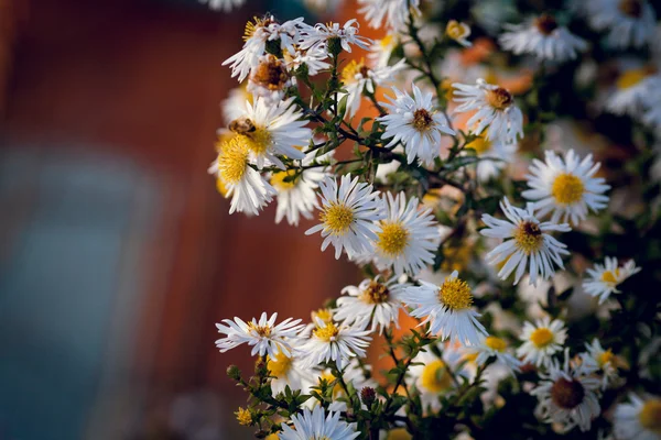 Bush daisies — Stock Photo, Image