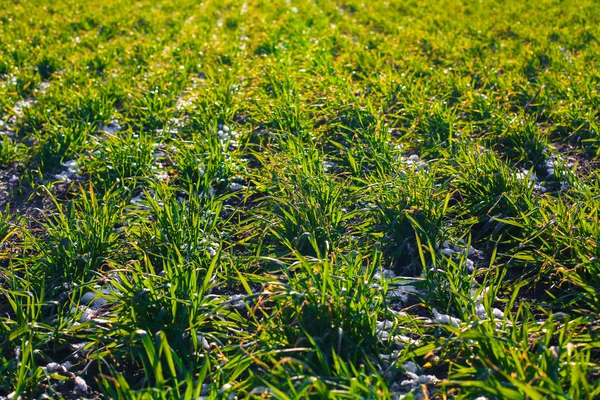 Campo agrícola de trigo de invierno bajo la nieve —  Fotos de Stock