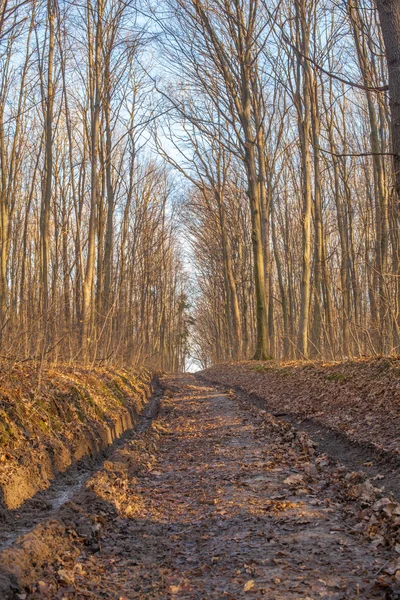 Осінній дороги в лісі вздовж машини