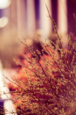 güzel bir bitki. Doğa, Bahar