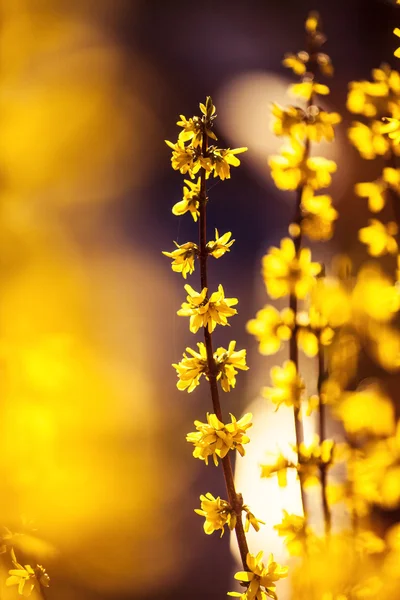 Planta de primavera. naturaleza, fondo — Foto de Stock