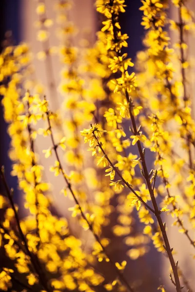 พืชฤดูใบไม้ผลิ ธรรมชาติ, ประวัติ — ภาพถ่ายสต็อก