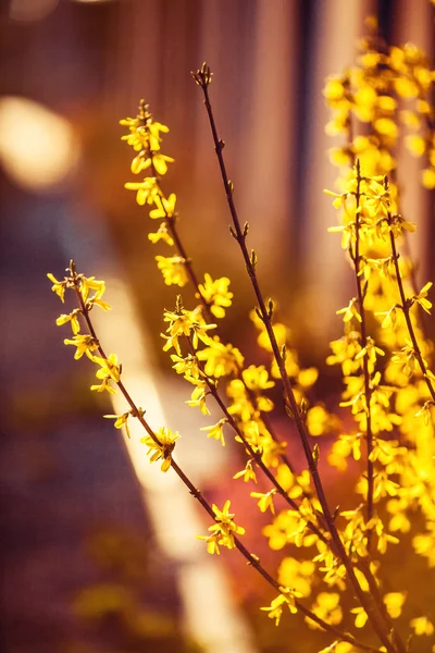 พืชฤดูใบไม้ผลิ ธรรมชาติ, ประวัติ — ภาพถ่ายสต็อก