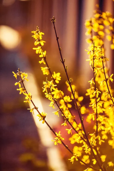 Plante printanière. nature, arrière-plan — Photo