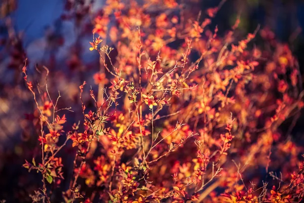 Beautiful plants. nature, spring — Stock Photo, Image