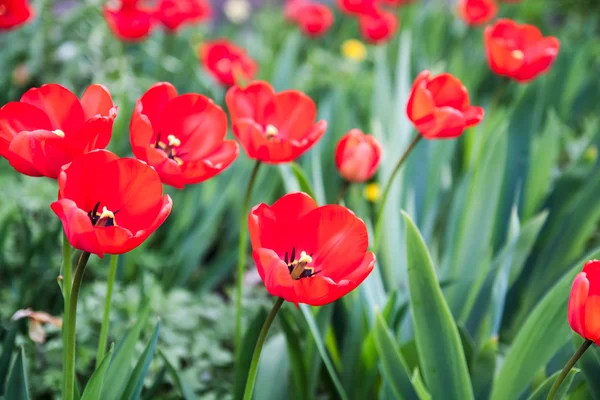 Field of Corn Poppy Flowers Papaver rhoeas in Spring — Stock Photo, Image