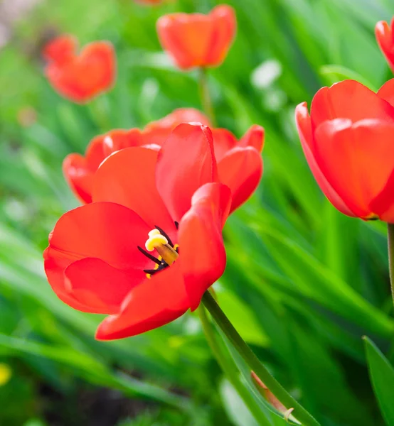 Field of Corn Poppy Flowers Papaver rhoeas in Spring — Stock Photo, Image