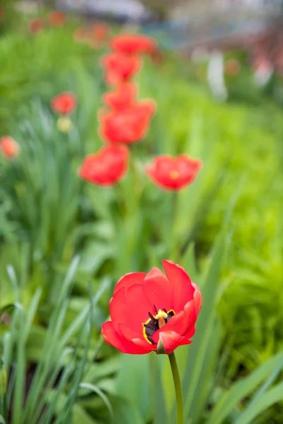 Campo de Milho Poppy Flores Papaver Rhoeas na primavera — Fotografia de Stock