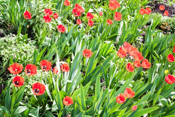 Field of Corn Poppy Flowers Papaver rhoeas in Spring — Stock Photo, Image