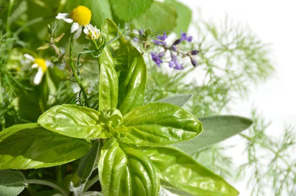 Hojas y flores de hierbas — Foto de Stock