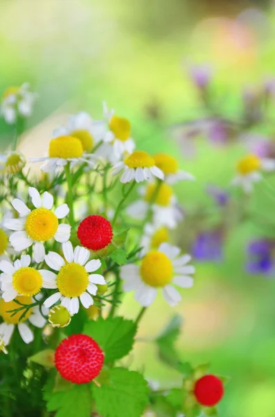 Flores à base de plantas — Fotografia de Stock