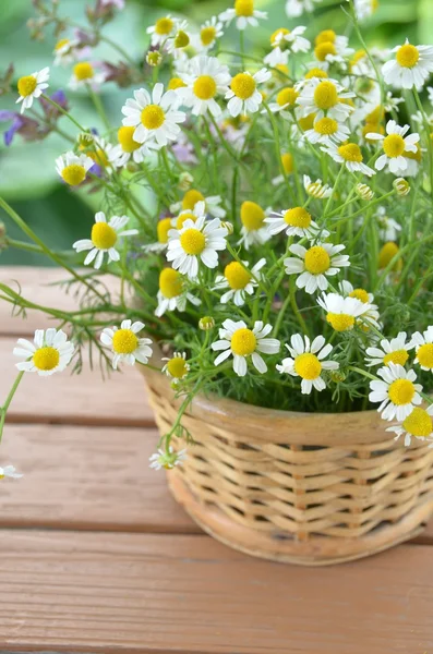 Flores à base de plantas — Fotografia de Stock