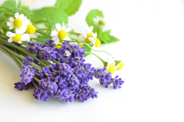 Lavanda e camomila — Fotografia de Stock