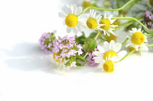 Fluxos de plantas — Fotografia de Stock