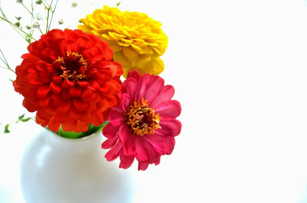 Bunte Blumen — Stockfoto