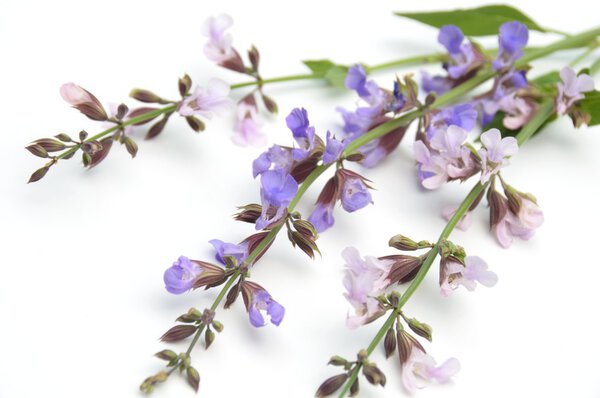 Sage flowers