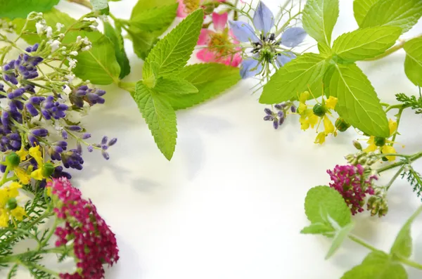 Flores de hierbas — Foto de Stock