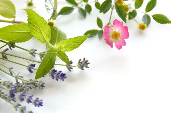 Kräuterblumen — Stockfoto