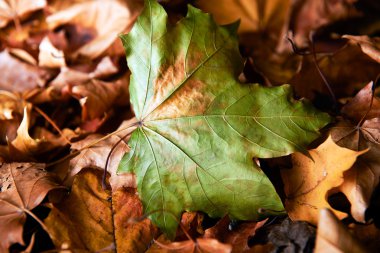 Sonbahar Yaprakları