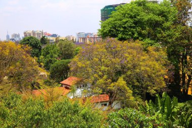 Kenya 'nın başkenti Nairobi' deki yeşil bitki örtüsü