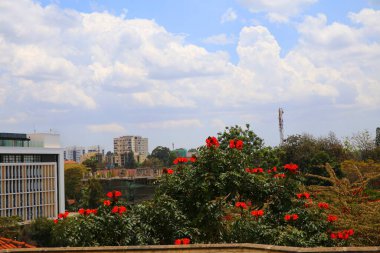 Nairobi 'de çiçek açan dev bir Afrika lale ağacı.