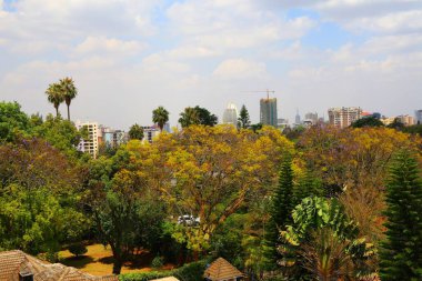 Kenya 'nın başkenti Nairobi' de çiçek açan güzel bir jakaranda ağacı.