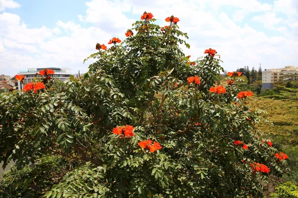 Величезне Африканське Дерево Тюльпанів Найробі — стокове фото
