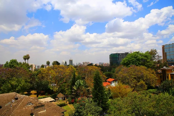 Giant African Tulip Tree Bloom Nairobi — Stock Photo, Image