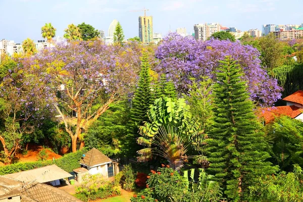 ケニアの首都ナイロビに咲く美しいジャカランダの木 — ストック写真