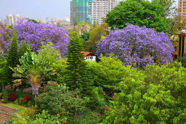 Krásný Jacaranda Strom Květu Nairobi Hlavní Město Keni — Stock fotografie