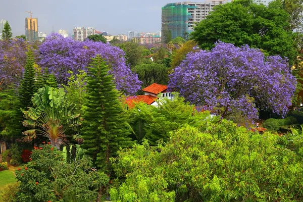 ケニアの首都ナイロビに咲く美しいジャカランダの木 — ストック写真