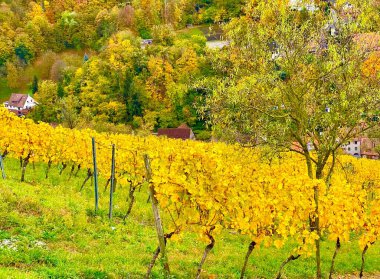 Almanya 'nın Bergstrasse bölgesindeki üzüm bağları