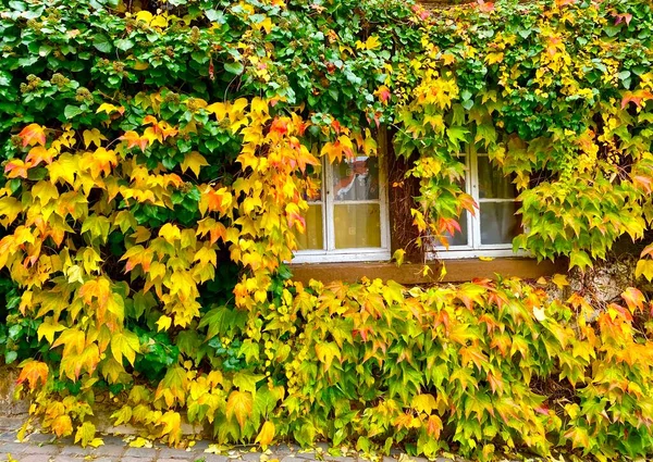 Follaje Otoñal Junto Ventana — Foto de Stock