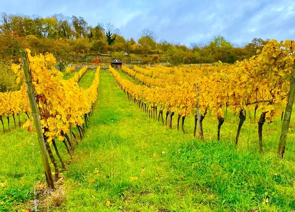 Виноградник Районе Бергштрассе Германии — стоковое фото