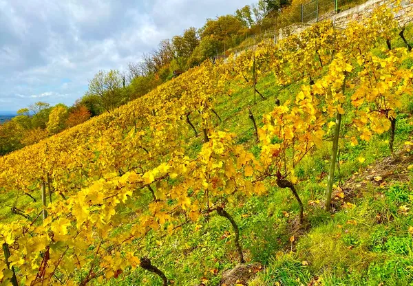 Виноградник Районе Бергштрассе Германии — стоковое фото