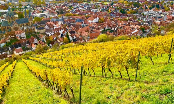 Виноградник Бергштрассе Німеччина — стокове фото