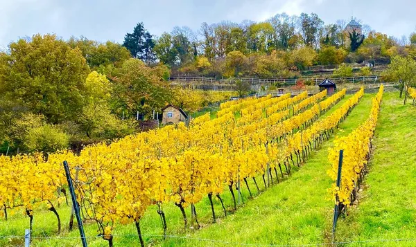 Виноградник Бергштрассе Німеччина — стокове фото