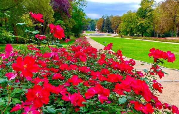 Roses Rouges Dans Parc Royal Madrid — Photo