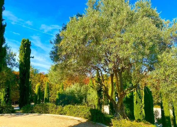 Madrid Deki Retiro Parkında Ağaçlar — Stok fotoğraf