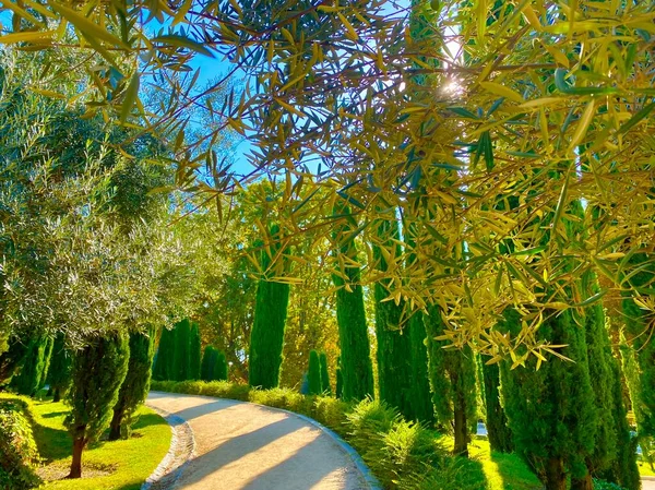 마드리드의 레티로 공원에 나무들 — 스톡 사진