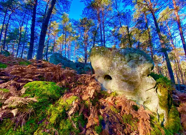 Bosque Mágico Fountainebeau Francia Con Rocas Gigantes —  Fotos de Stock