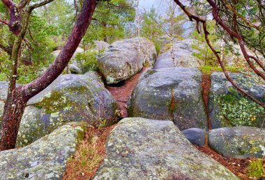 Paris yakınlarındaki Fontainebleau 'nun görkemli ormanında tarih öncesi dev kayalar.