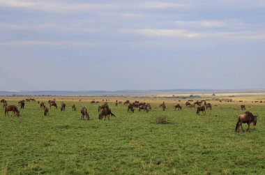 Kenya 'daki Masai Mara ulusal parkındaki büyük antilop göçü.