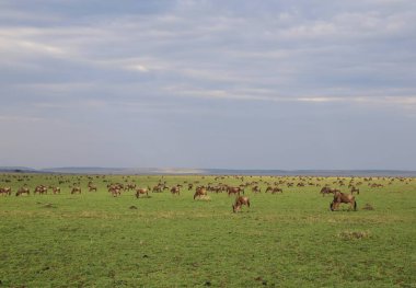 Kenya 'daki Masai Mara ulusal parkındaki büyük antilop göçü.