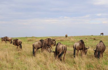 Kenya 'daki Masai Mara ulusal parkındaki büyük antilop göçü.