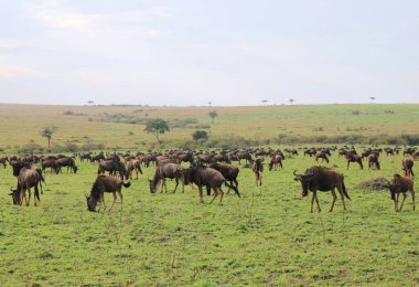 Kenya 'daki Masai Mara ulusal parkındaki büyük antilop göçü.